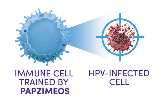 Graphic showing an immune cell trained by PAPZIMEOS, finding and eliminating an HPV-infected cell.
