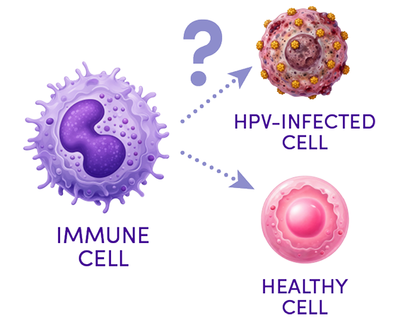 Graphic demonstrating how your immune system can't find HPV-infected cells without help.